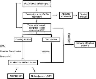 Identification and validation of signature for prognosis and immune microenvironment in gastric cancer based on m6A demethylase ALKBH5
